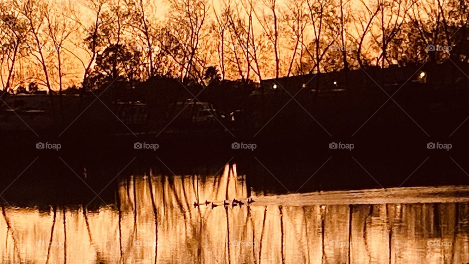 Setting Sun through trees on Lakebed reflections of shore Landscape on Lake Waters. colors casting on waters. Flock of big Mallard Ducks swim while mirrored reflection of shore trees silhouette lake water