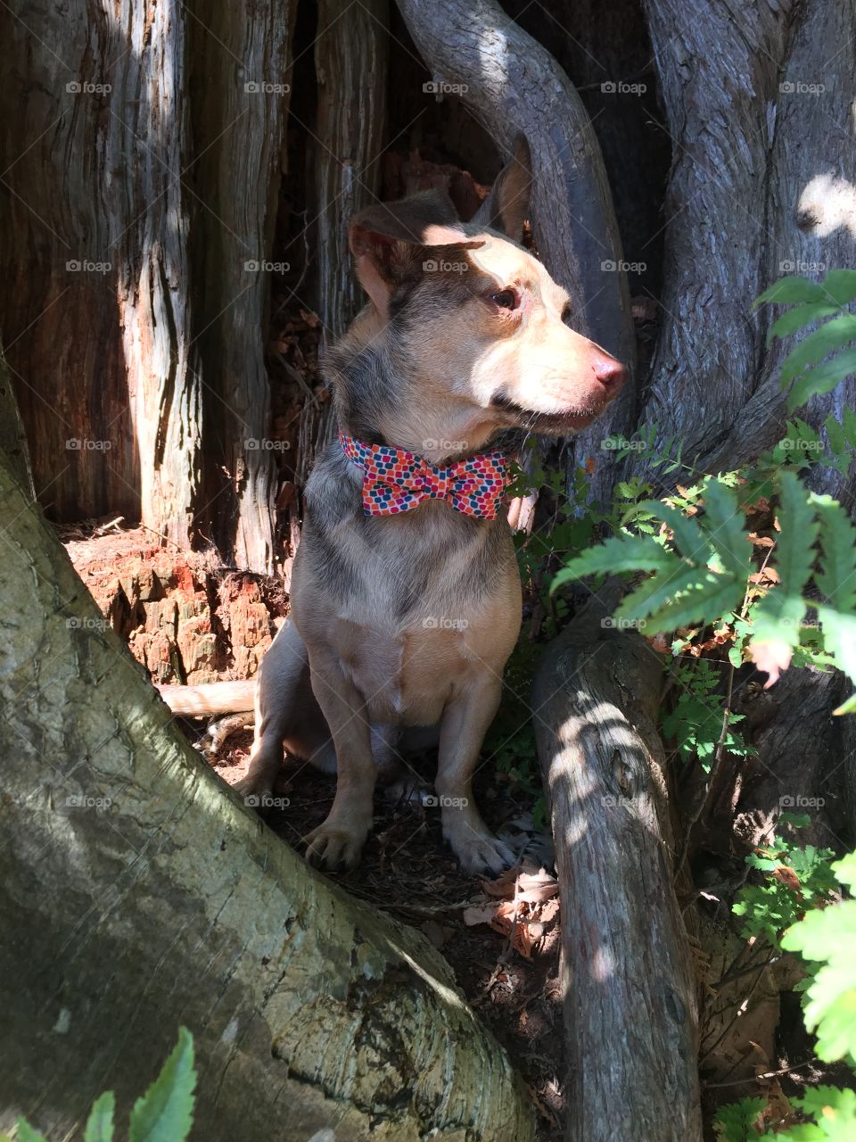 Oliver's first time in the woods