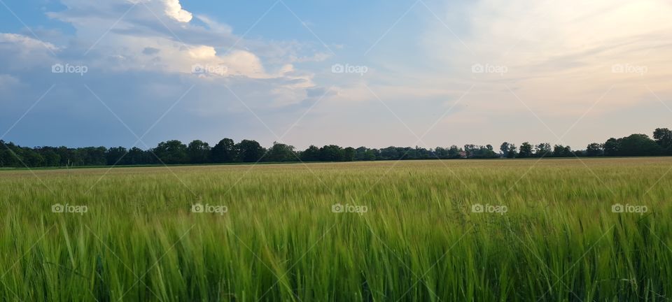 grain field