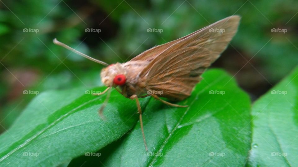 A beautiful butterfly with red eyes perched on a leaf