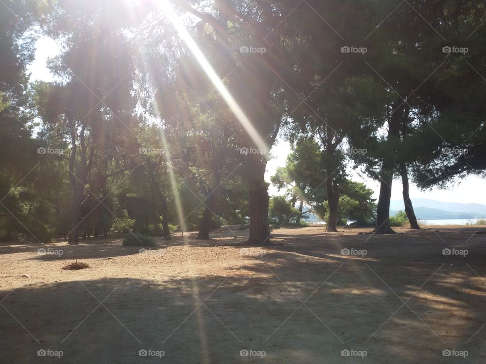 Sunrays through the forest