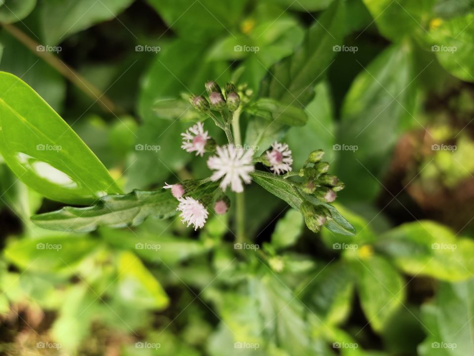 Adenostemma plant
Grooming Flowers

🌼🌼🌼🌼🌼🌼
Natural Beauty
📷👁️📷