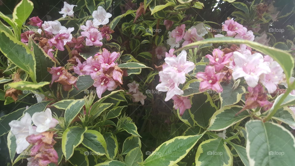 star-shaped pink and white flowers