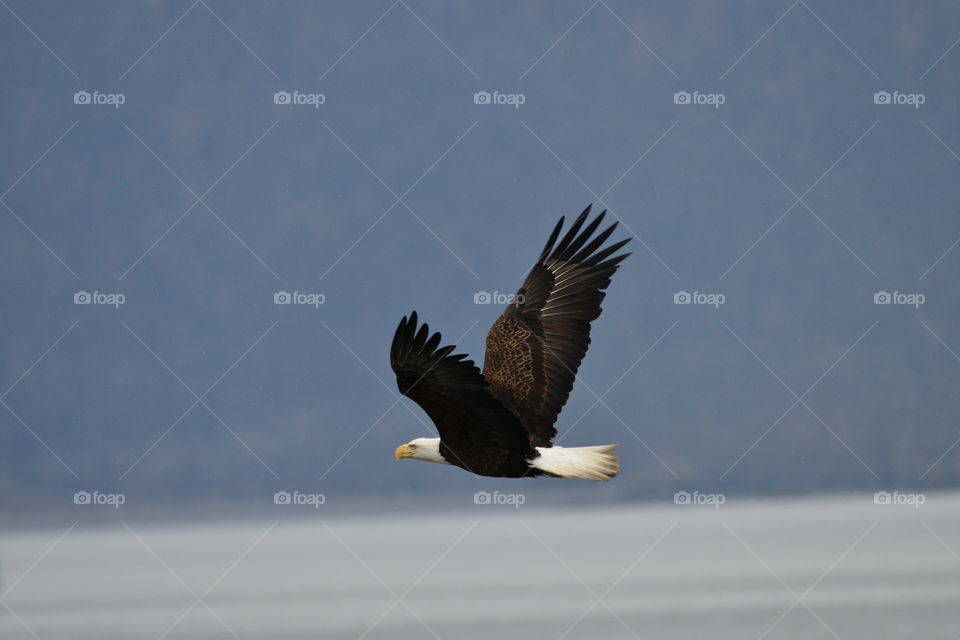 bald eagle