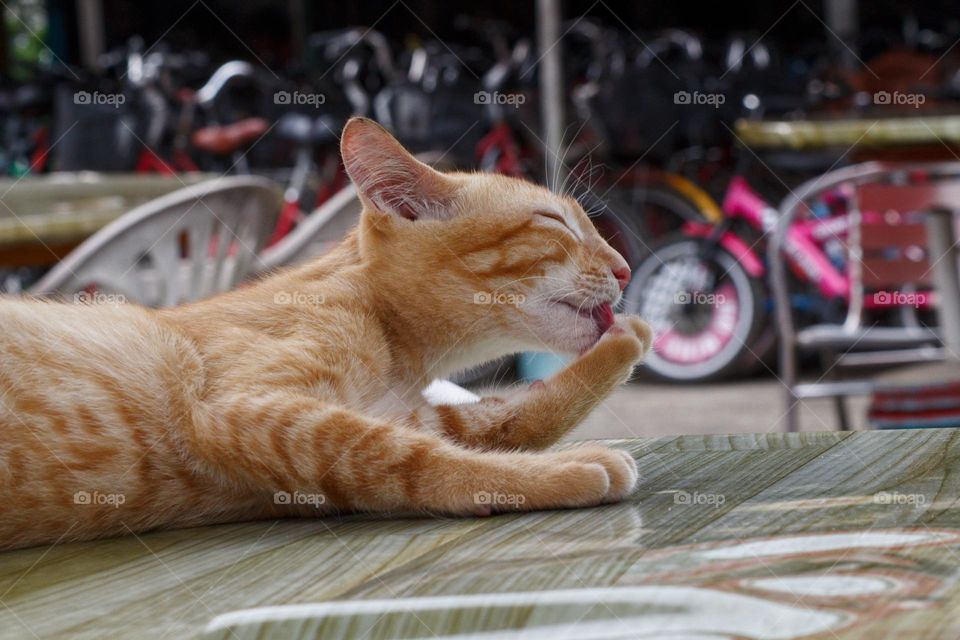 Beige cat lying on a table and licking her paws on the backdrop of a bicycle stand.