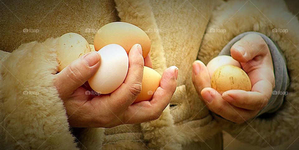 Gathering fresh eggs in the Spring. Gathering fresh eggs in the Spring