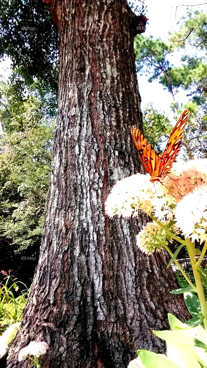 garden changing colors the first signs of fall