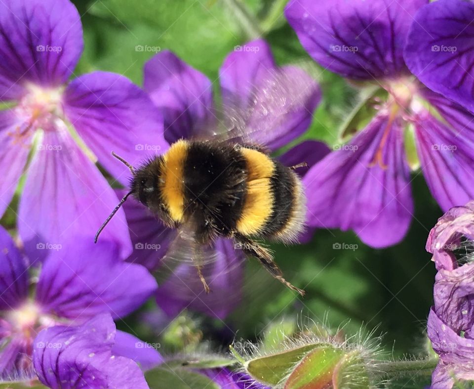 Great capture of a bumblebee in flight.