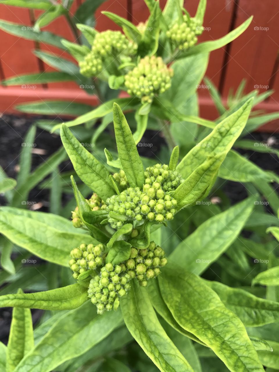 Close-Up Green Buds