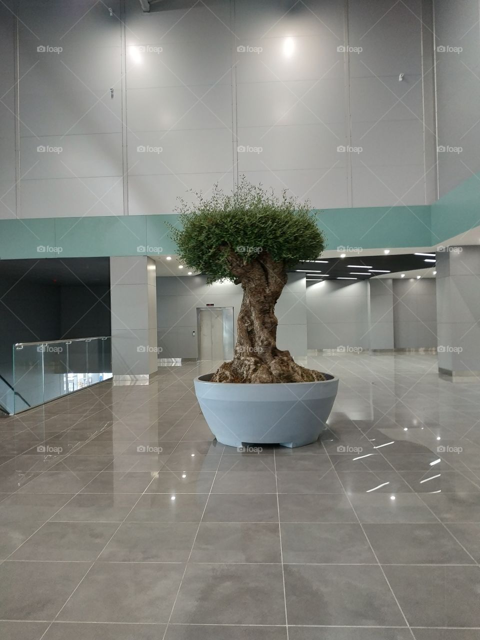 olive tree in Odesa new airport terminal