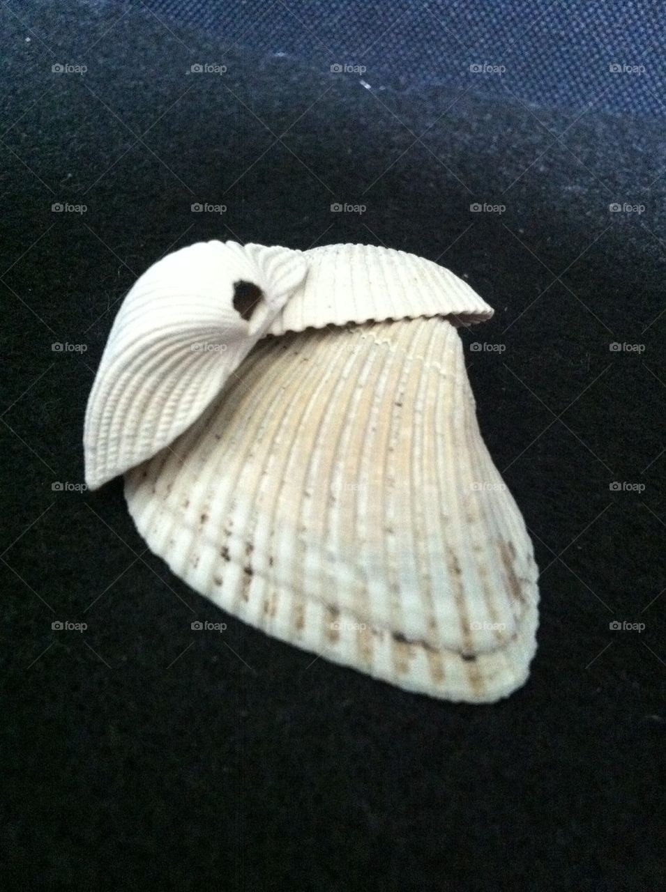 Seashells. Seashells found on vacation 