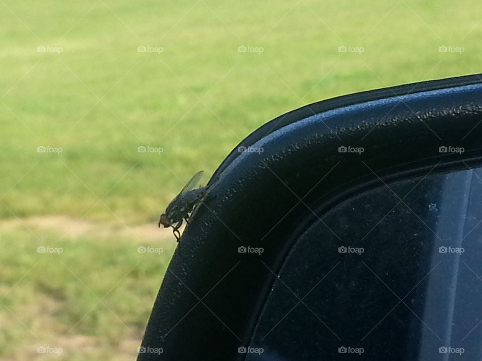 fly on the mirror. I was sitting in my car and a fly landed on the mirror