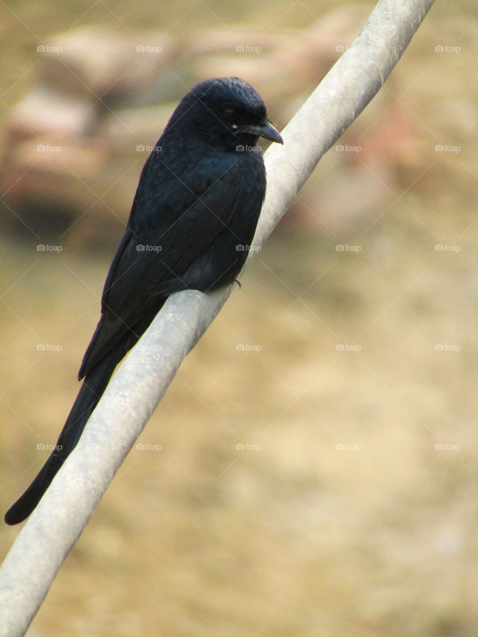 The black drongo (Dicrurus macrocercus) is a small Asian passerine bird of the drongo family Dicruridae.