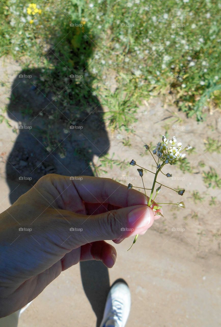 flowers in the female hand and shadows person on a rural road, summer time