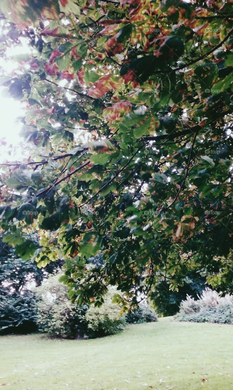 Tree, Leaf, Nature, Season, Flora