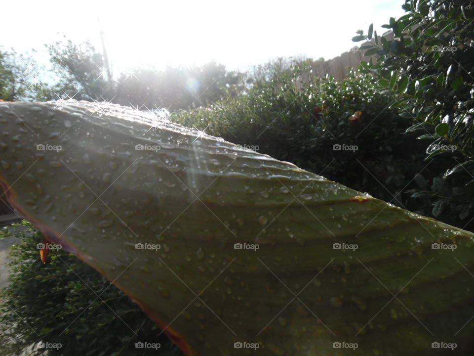 freshness 5. This is a picture of a leaf after a rainstorm. 👣 👣 🚶 🏃 🔥 💨