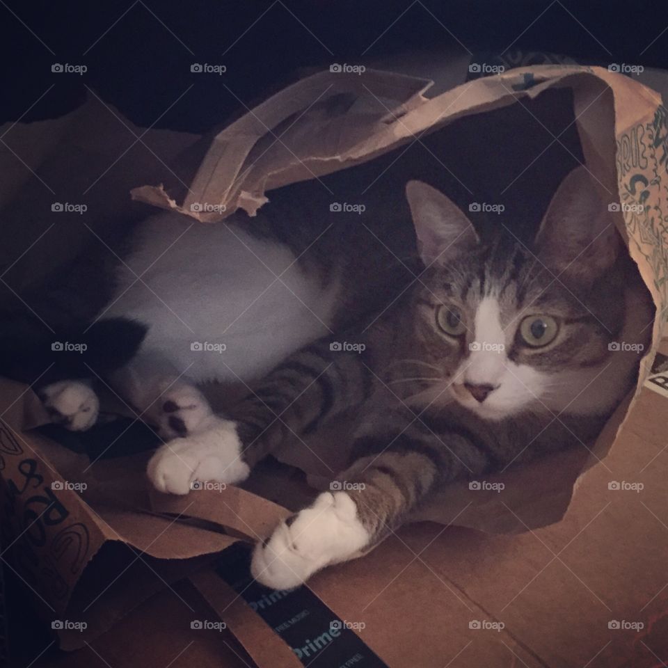 Cat in a Paper Bag