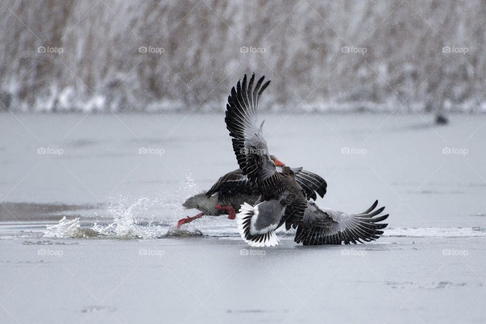 Two greylag geese land and struggle on a frozen sea ice and almost tumble on to each other with snow covered reeds in the background after late April heavy snowfall in Helsinki, Finland in the coldest blackberry winter in decades.