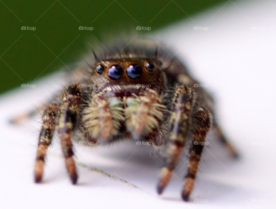 Jumping spider closeup 