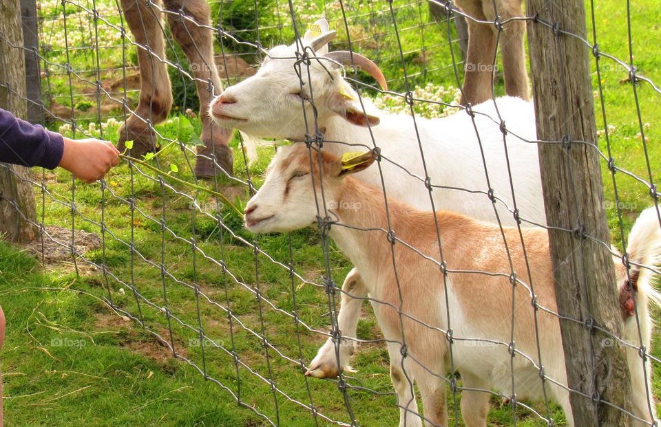 feeding goats