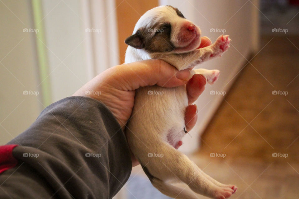 A new born male puppy of Rough cut Jack Russell terrier