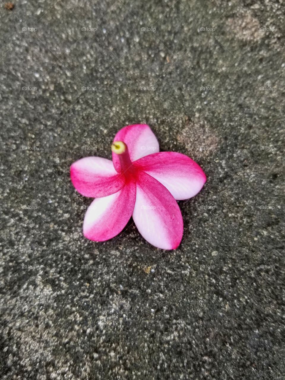 Beautiful delicate flower that has fallen down to the cement ground in Barbados