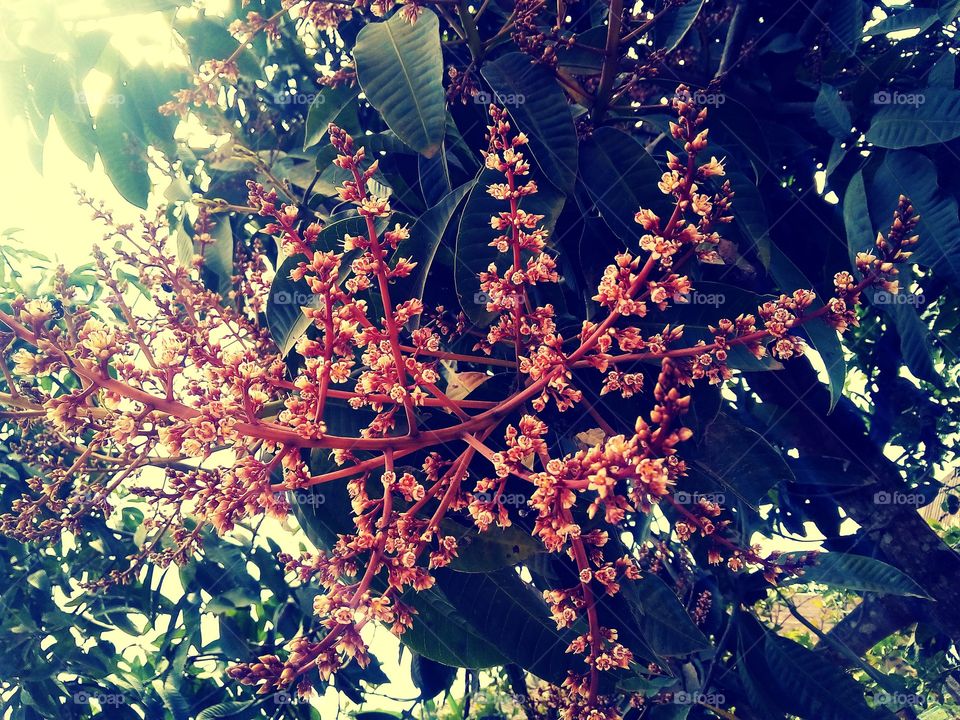 manggo fruit flower