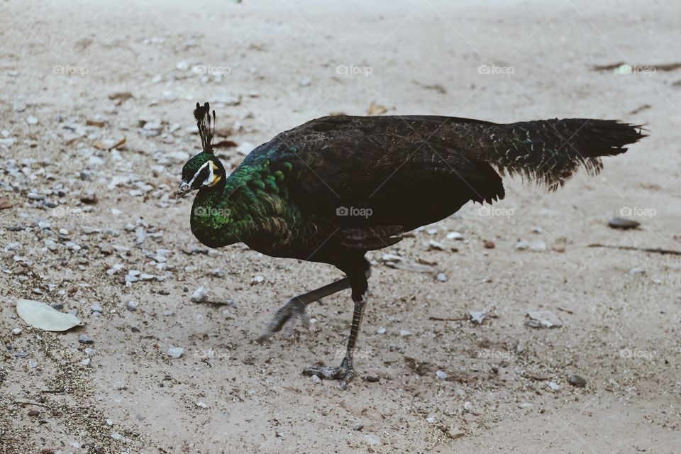 Peacocks walking