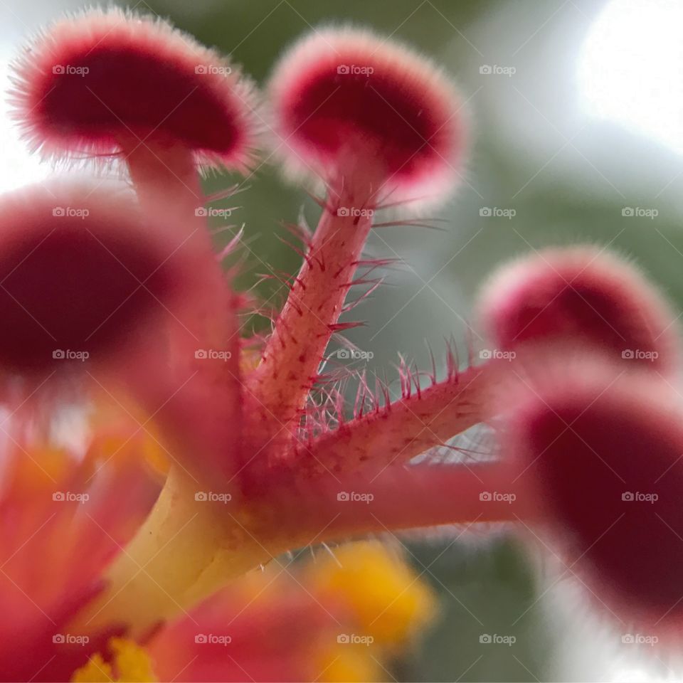 Hibiscus close up 