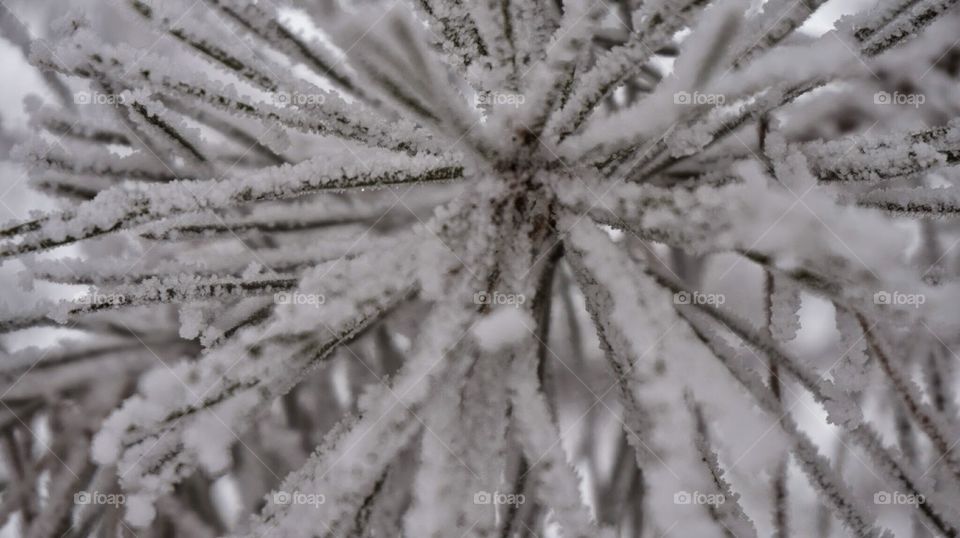 nature#trees. nature#trees