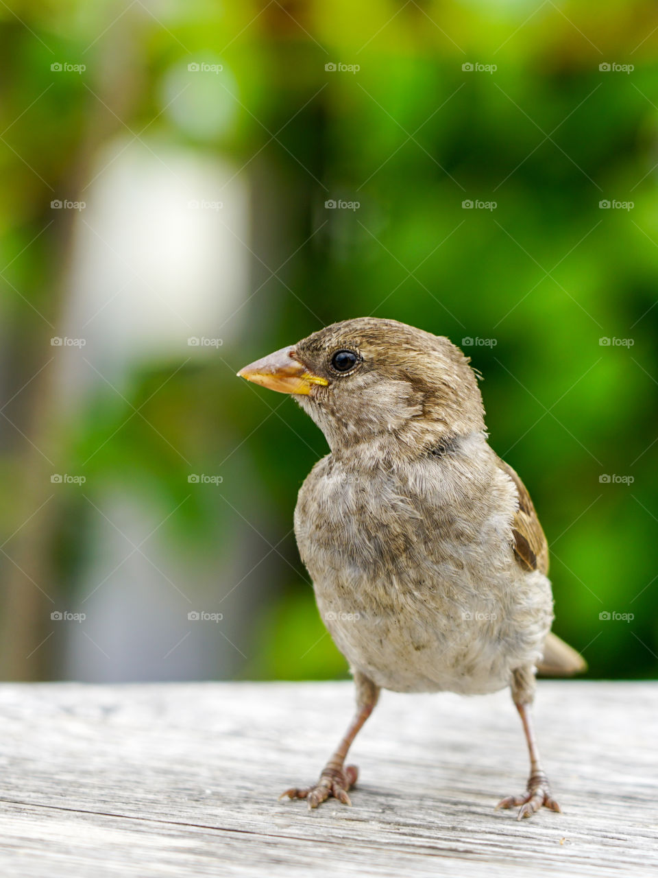 attractive sparrow on a table, regular inhabitant of the city