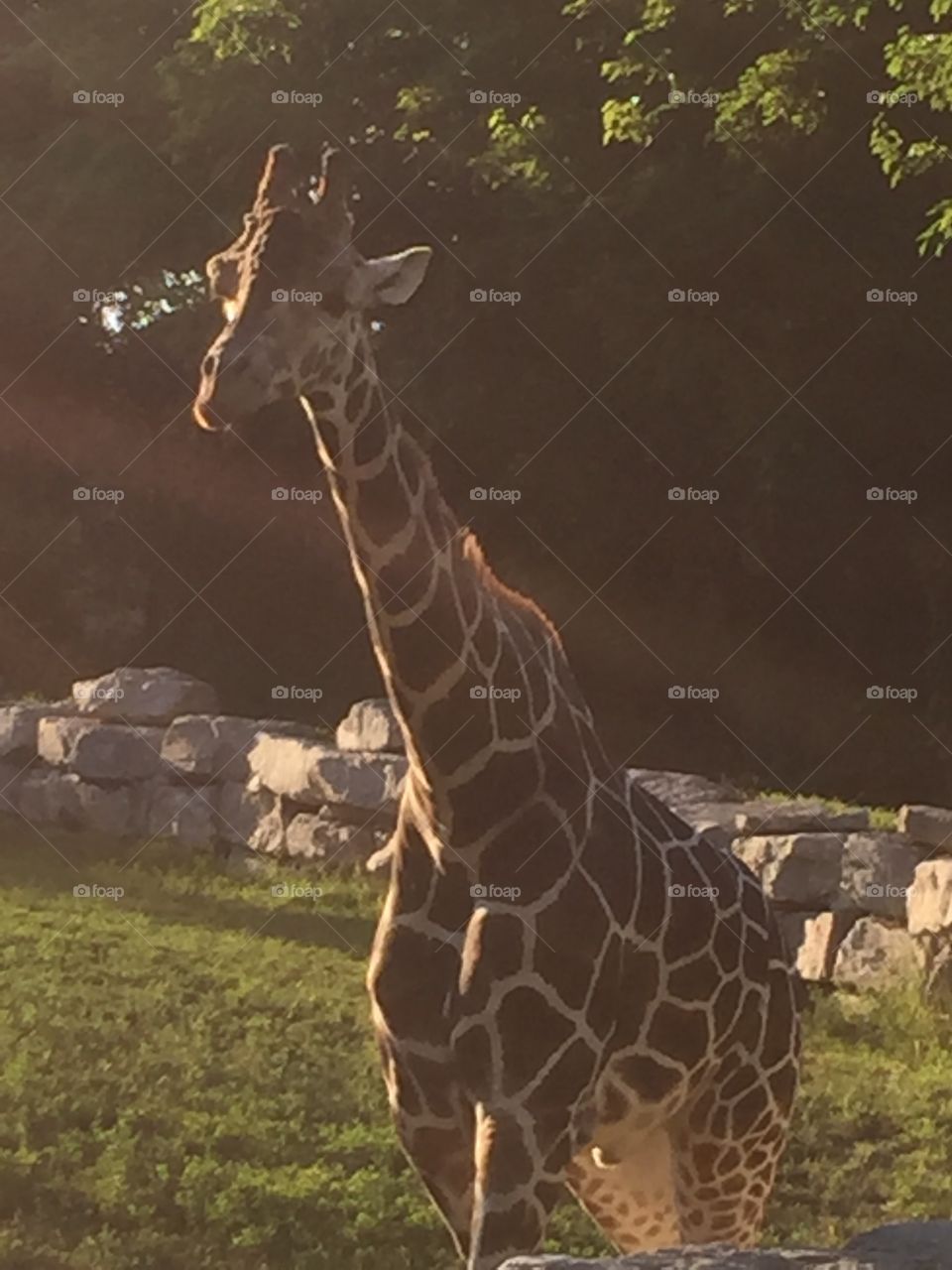 Giraffe in the evening sun