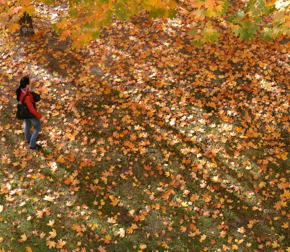 fall leaves and girl