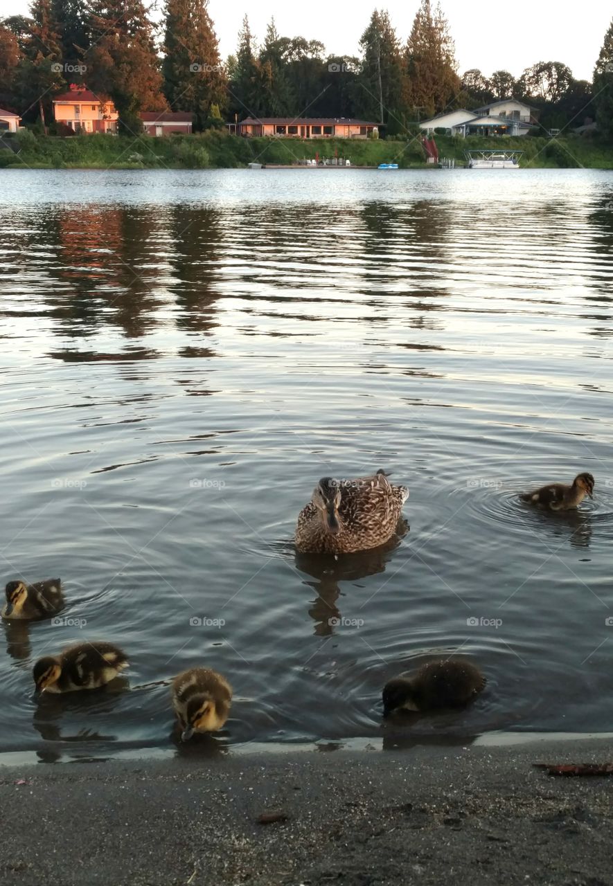 mom duck and  baby chicks