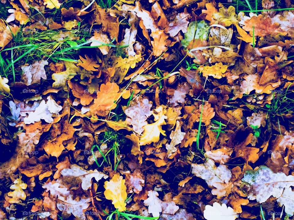 Wet leaves on the ground 