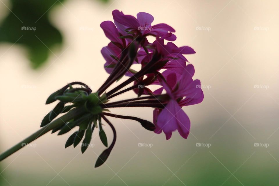Bright pink and purple flowers shaded by the light behind them in the green shrubbery of farms
