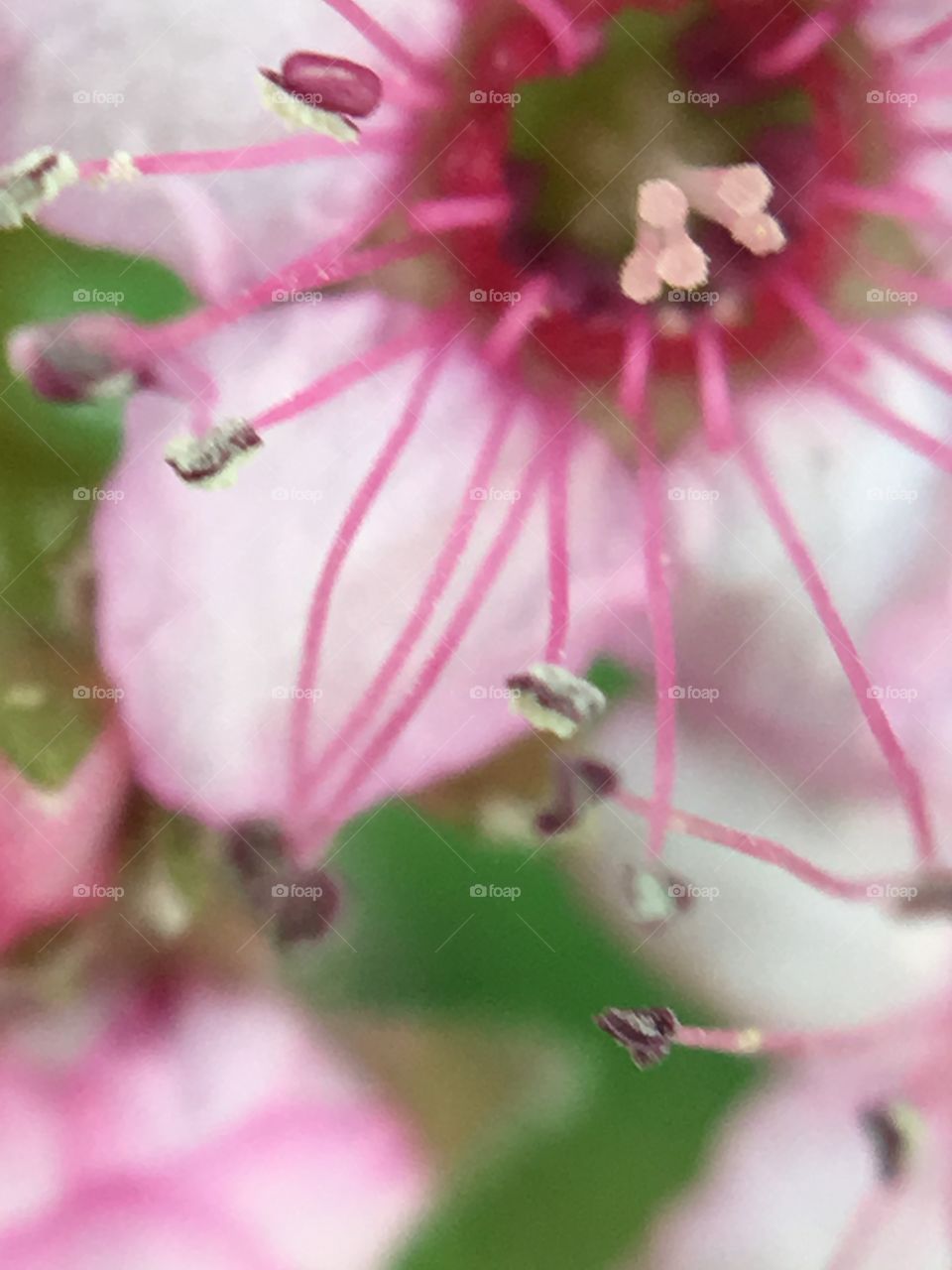 x15 macro shot of a flowering bush