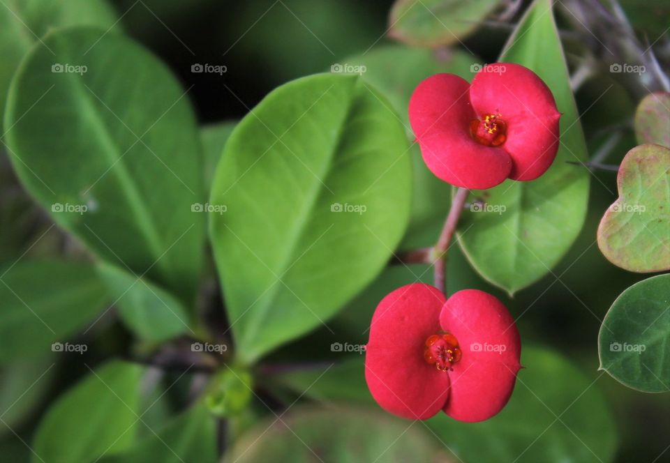 Red Euphorbia