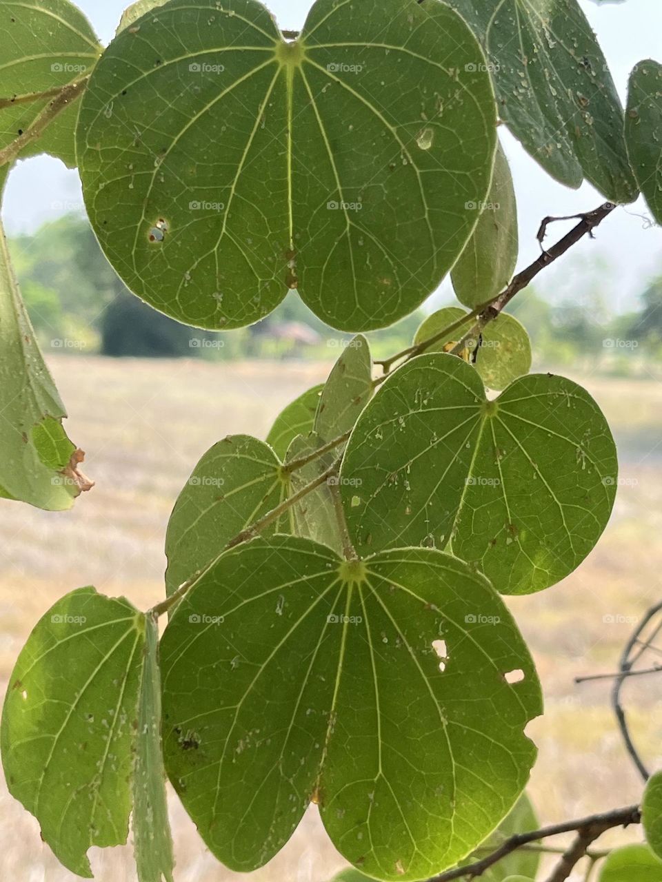 Plants around us, my hobby @ upcountry ( Thailand)