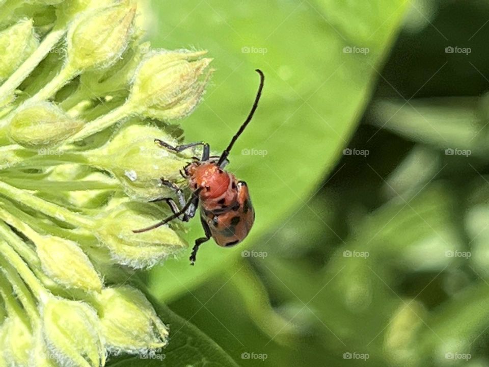 Red Milkweed beetle 