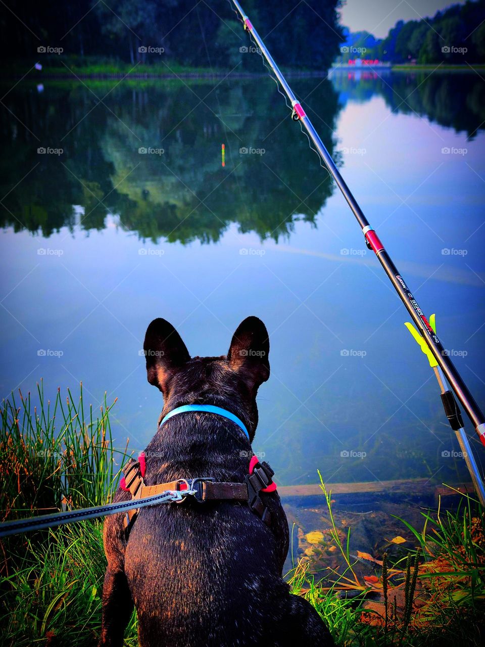 Fishing.  Pond shore.  There is a fishing rod on the shore and a dog sits nearby and carefully looks at the float in the water.Blue sky and green trees reflected in the water