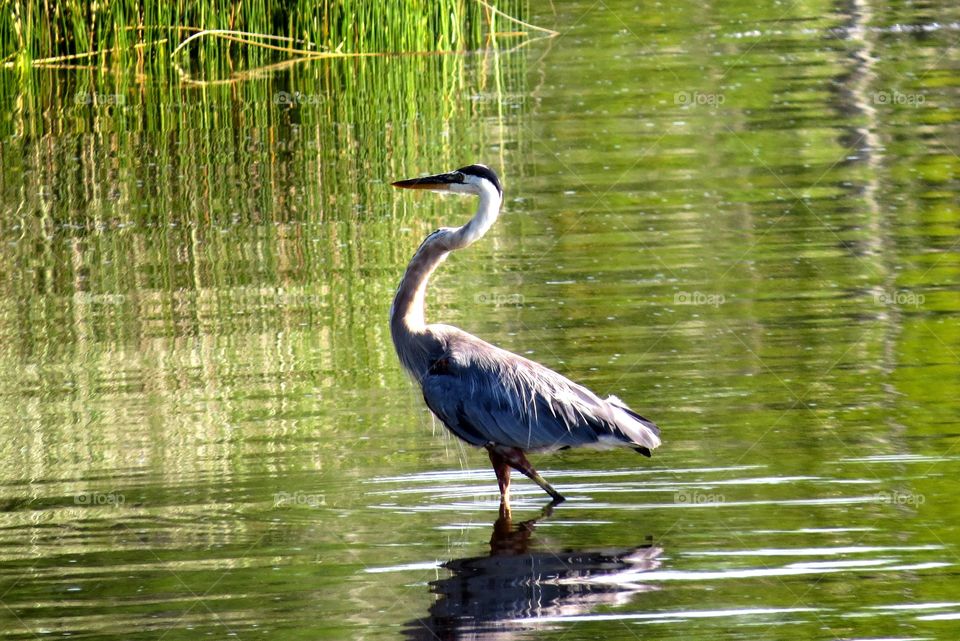 Blue heron fishing