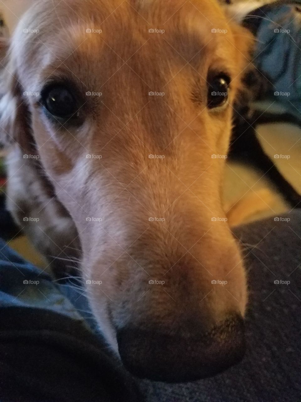 golden retriever begging for attention