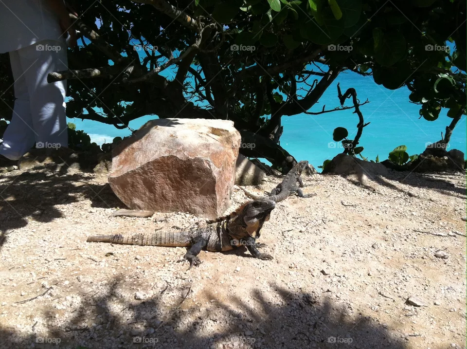 Iguana time