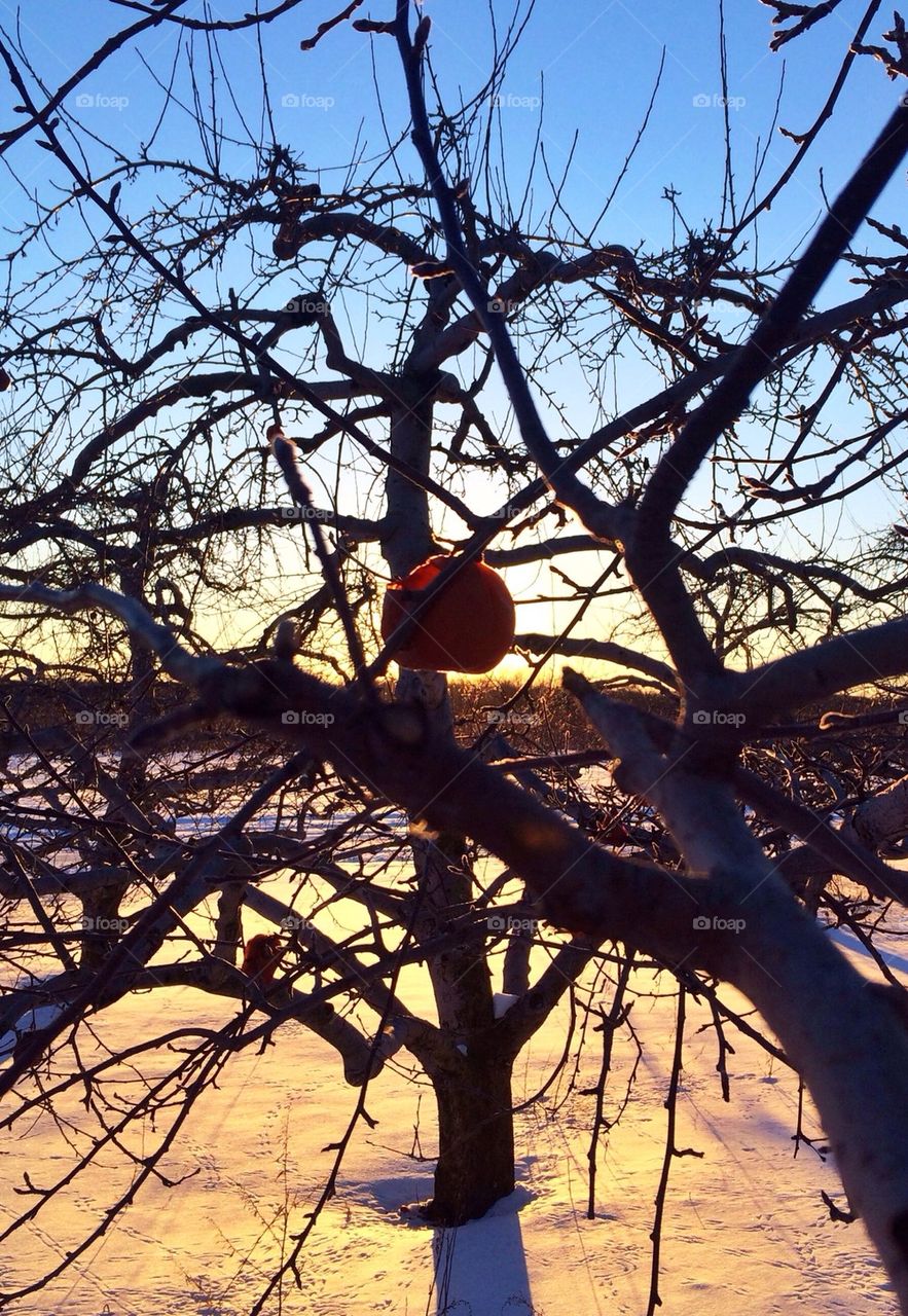  Apple orchard winter wonderland