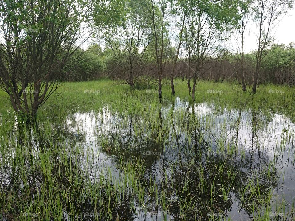 swamp