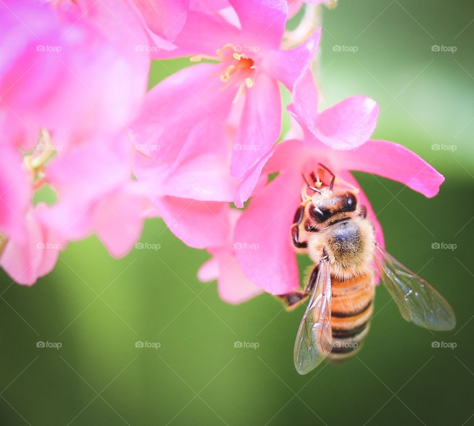 “Bee on the Pink Flower”