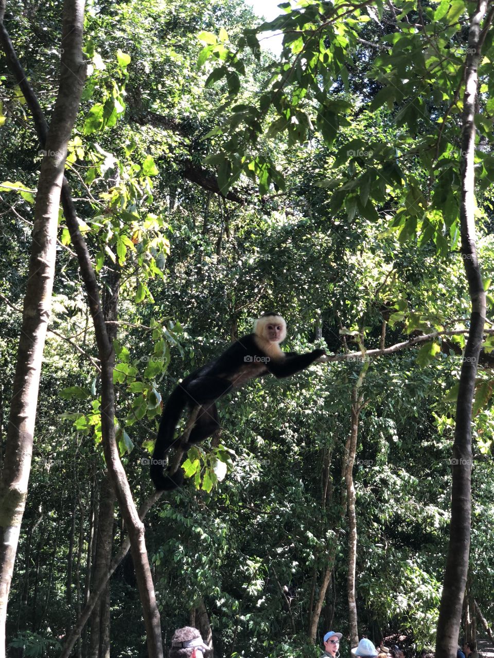 Manuel Antonio Park Costa Rica 