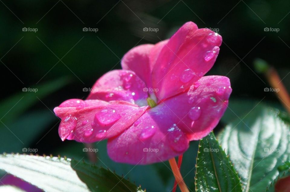 Pink flower with raindrop