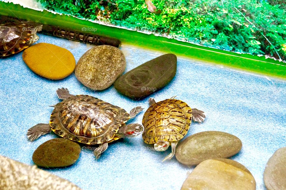 turtles among stones